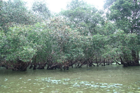 Hoang sơ rừng tràm Trà Sư ảnh 4